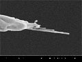 Carbon Nanotube- tipped Nickel Probes for STM