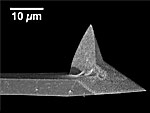 AFM Cantilever with CNT Picture