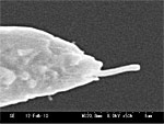 Nickel Contact Probe with CNT Picture